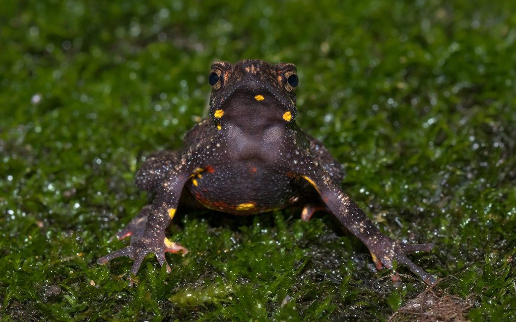 Malabar Torrent Toad